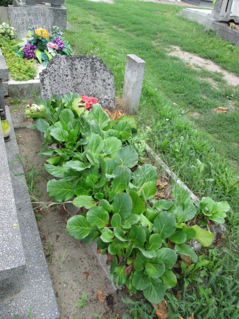 Olga BUDNER 1909 Włocławek 0965 - Grobonet - Wyszukiwarka osób pochowanych