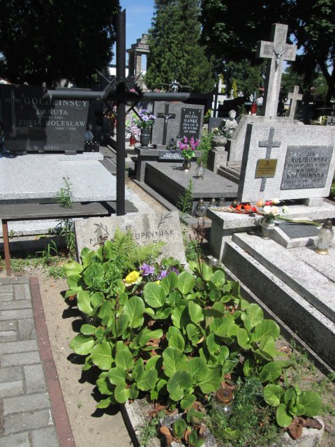 Michał CZUPRYNIAK 1900 Włocławek 0965 - Grobonet - Wyszukiwarka osób pochowanych