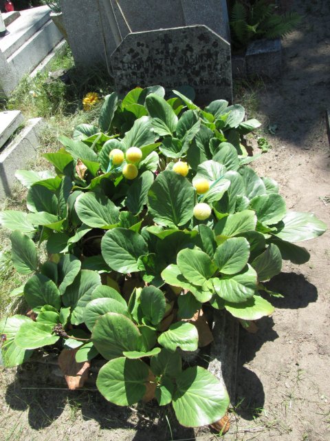 Franciszek JASIŃSKI 1910 Włocławek 0965 - Grobonet - Wyszukiwarka osób pochowanych