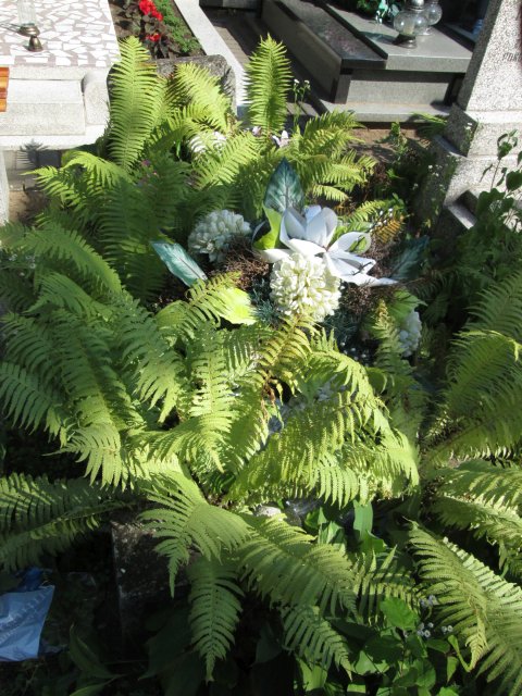 Adolf JABCZYŃSKI 1882 Włocławek 0965 - Grobonet - Wyszukiwarka osób pochowanych