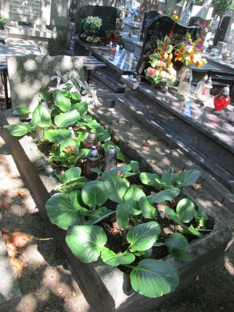 Ignacy BOMBKE 1888 Włocławek 0965 - Grobonet - Wyszukiwarka osób pochowanych