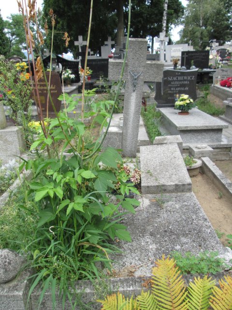 Apolonia MAZUREK 1902 Włocławek 0965 - Grobonet - Wyszukiwarka osób pochowanych