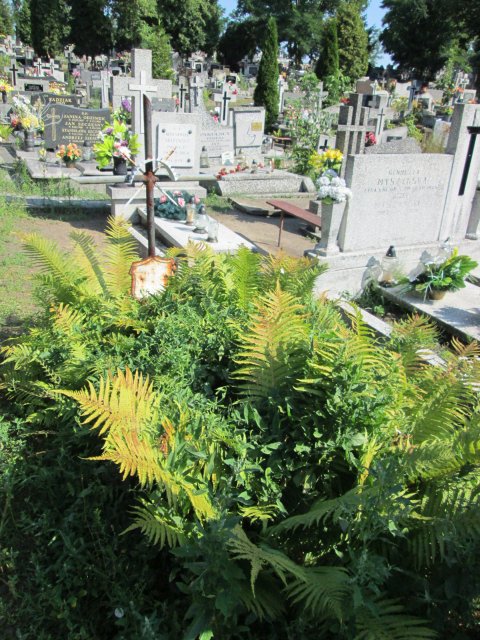 Zofia BAKA 1905 Włocławek 0965 - Grobonet - Wyszukiwarka osób pochowanych