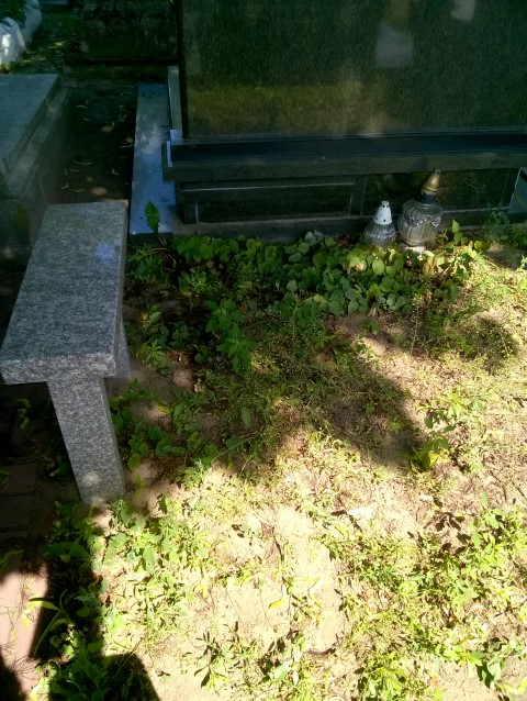 Józef SOKOŁOWSKI 1951 Włocławek 0965 - Grobonet - Wyszukiwarka osób pochowanych