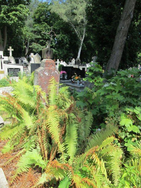 Stanisław STASIŃSKI 1861 Włocławek 0965 - Grobonet - Wyszukiwarka osób pochowanych