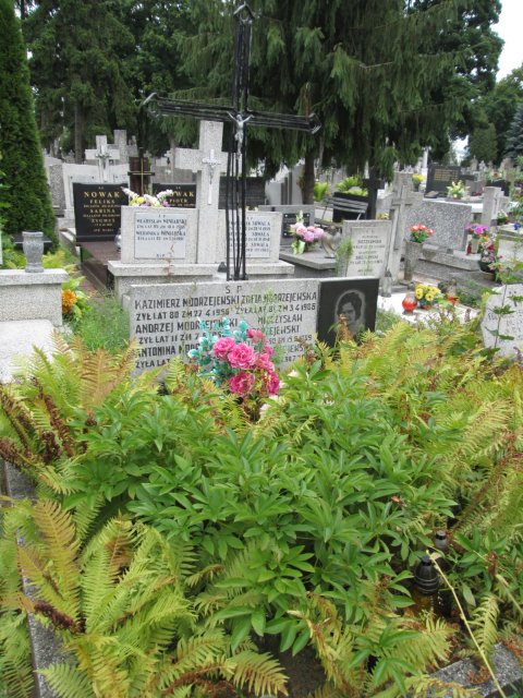 Marian Mieczysław MODRZEJEWSKI 1899 Włocławek 0965 - Grobonet - Wyszukiwarka osób pochowanych