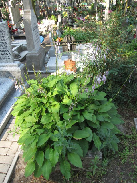 Marianna SOBOTOWSKA 1881 Włocławek 0965 - Grobonet - Wyszukiwarka osób pochowanych