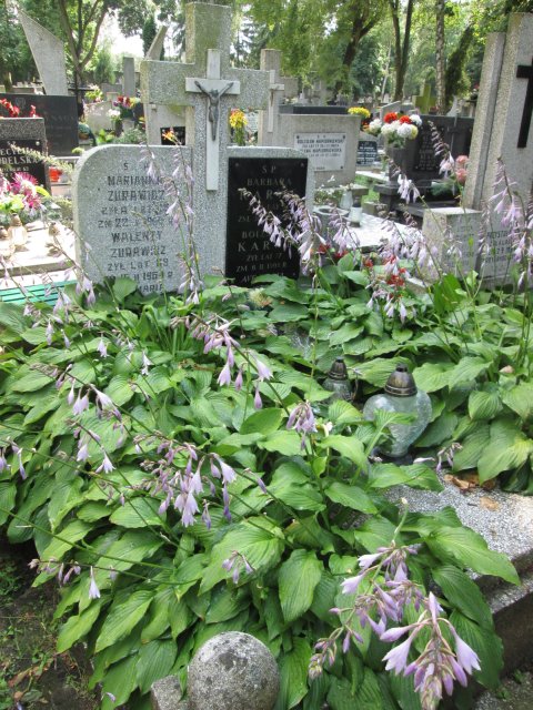 Barbara Marianna KARWE 1931 Włocławek 0965 - Grobonet - Wyszukiwarka osób pochowanych