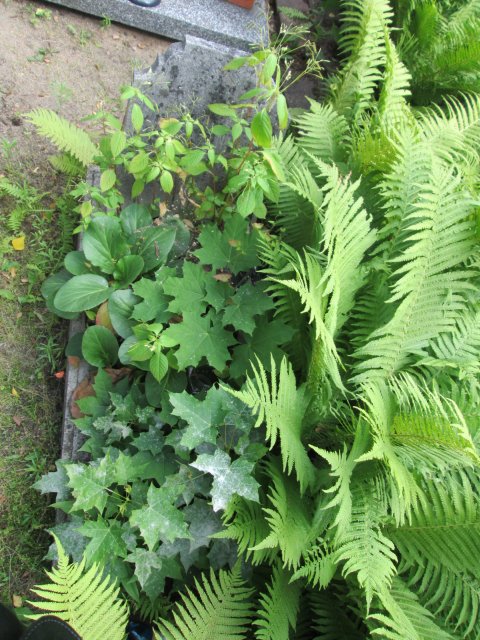 Jadwiga Kazimiera CZERWIŃSKA 1944 Włocławek 0965 - Grobonet - Wyszukiwarka osób pochowanych