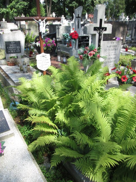 Maria SZCZEPAŃSKA 1914 Włocławek 0965 - Grobonet - Wyszukiwarka osób pochowanych