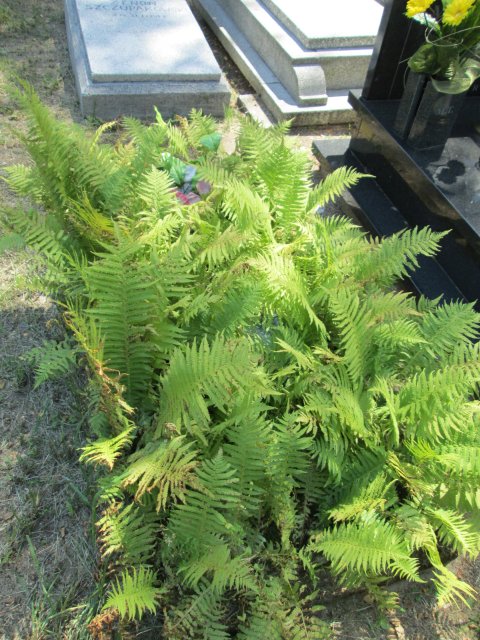 Sabina Krystyna JÓŹWIAK 1921 Włocławek 0965 - Grobonet - Wyszukiwarka osób pochowanych