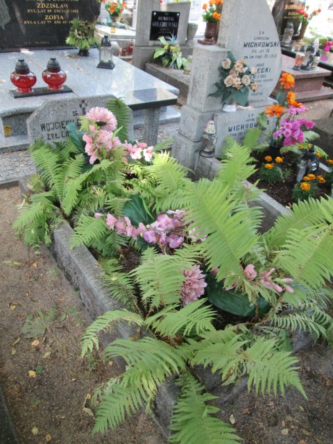 Wojciech DAROSZEWSKI 1888 Włocławek 0965 - Grobonet - Wyszukiwarka osób pochowanych