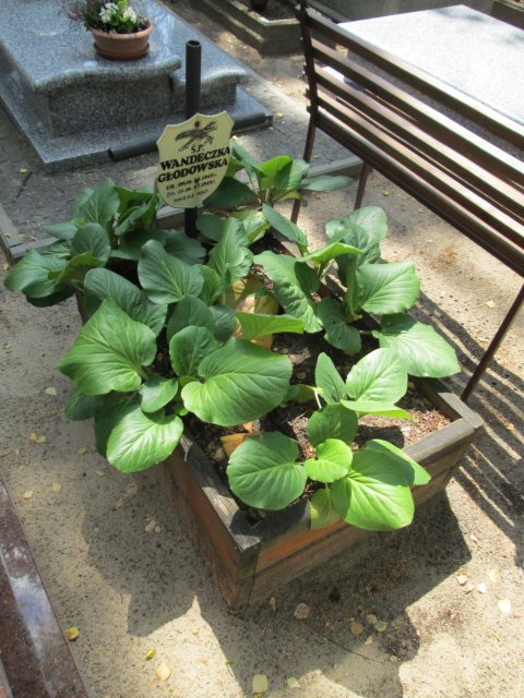 Marianna Wanda GŁOGOWSKA 1945 Włocławek 0965 - Grobonet - Wyszukiwarka osób pochowanych