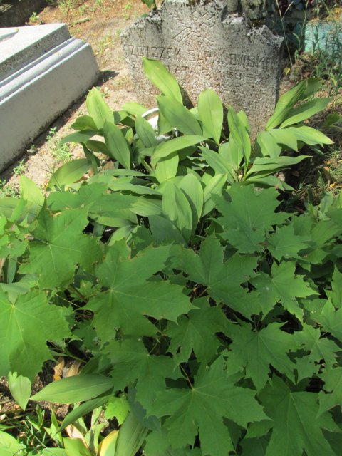 Zbigniew Kazimierz BARANOWSKI 1942 Włocławek 0965 - Grobonet - Wyszukiwarka osób pochowanych