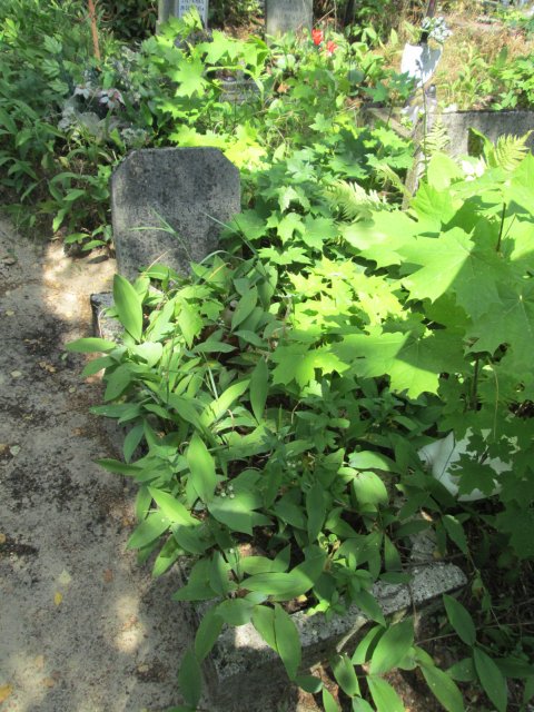 Wiesława Kazimiera JAŹWIERSKA 1944 Włocławek 0965 - Grobonet - Wyszukiwarka osób pochowanych