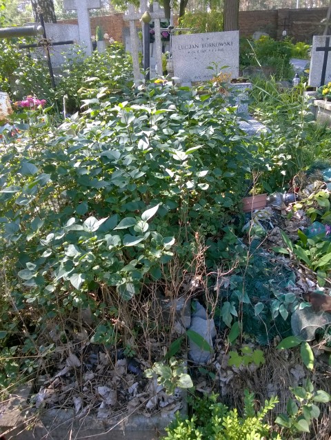 Aleksander ZARĘBIŃSKI 1951 Włocławek 0965 - Grobonet - Wyszukiwarka osób pochowanych