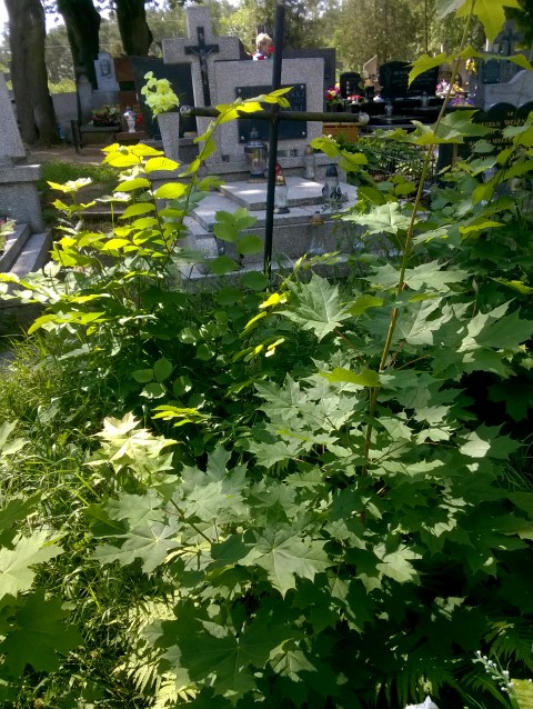 Jan RYBACKI 1905 Włocławek 0965 - Grobonet - Wyszukiwarka osób pochowanych