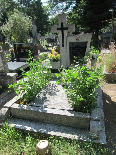 Dominik DOLECKI 1981 Włocławek 0965 - Grobonet - Wyszukiwarka osób pochowanych
