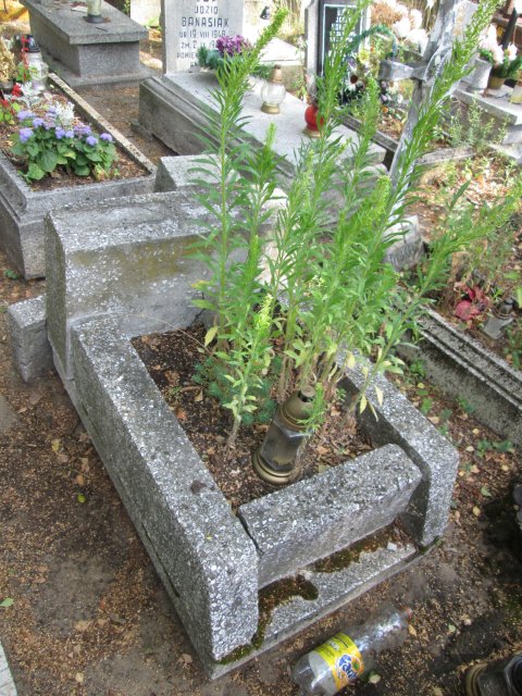 Zenon IWANOWSKI 1947 Włocławek 0965 - Grobonet - Wyszukiwarka osób pochowanych