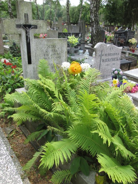 Józef WILIŃSKI 1895 Włocławek 0965 - Grobonet - Wyszukiwarka osób pochowanych