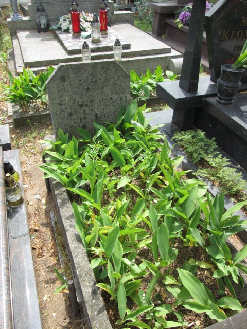 Maria Krystyna RYNIEC 1938 Włocławek 0965 - Grobonet - Wyszukiwarka osób pochowanych