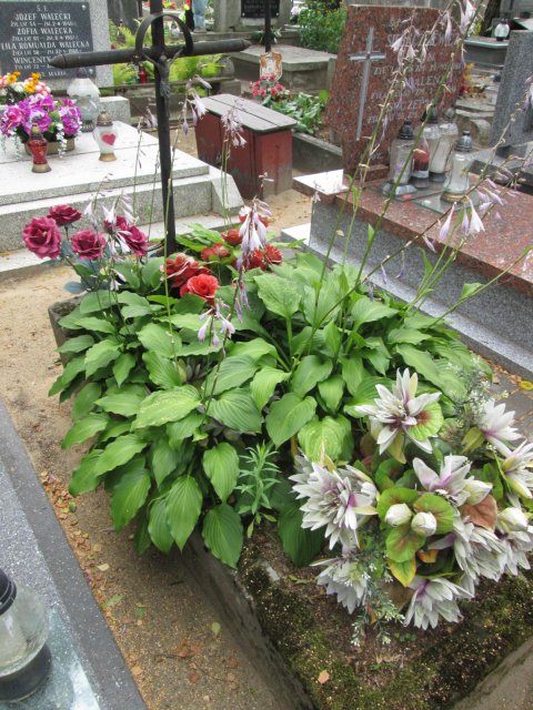 Stanisława BILINDA 1890 Włocławek 0965 - Grobonet - Wyszukiwarka osób pochowanych