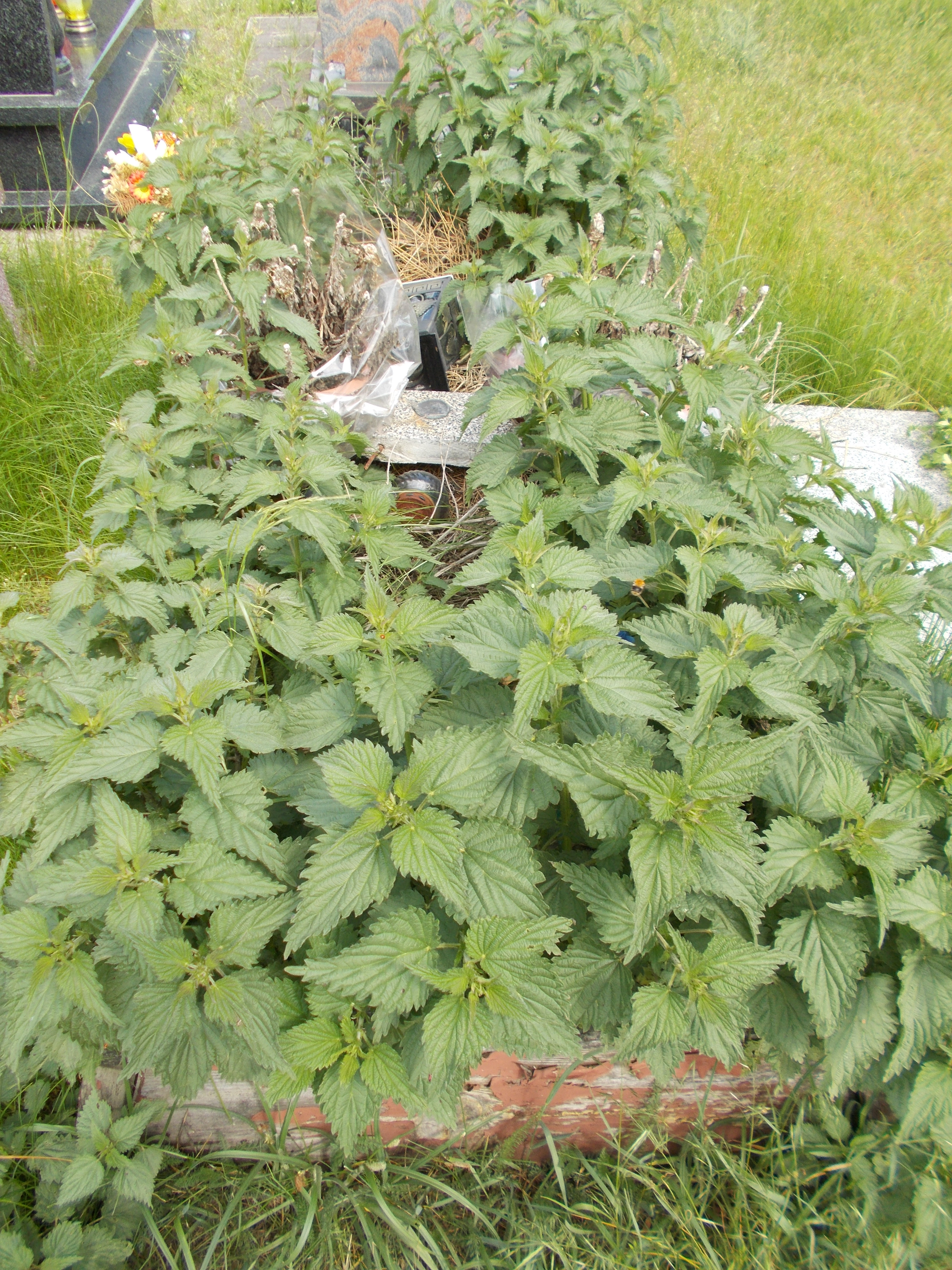 Wiesław Tadeusz JAWORNIK 1954 Włocławek 0965 - Grobonet - Wyszukiwarka osób pochowanych